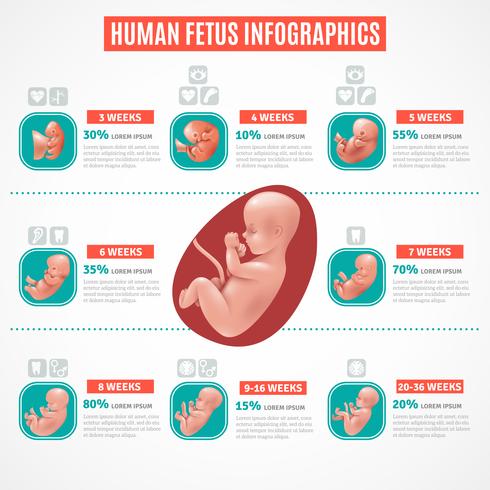 Infografia de feto humano vetor