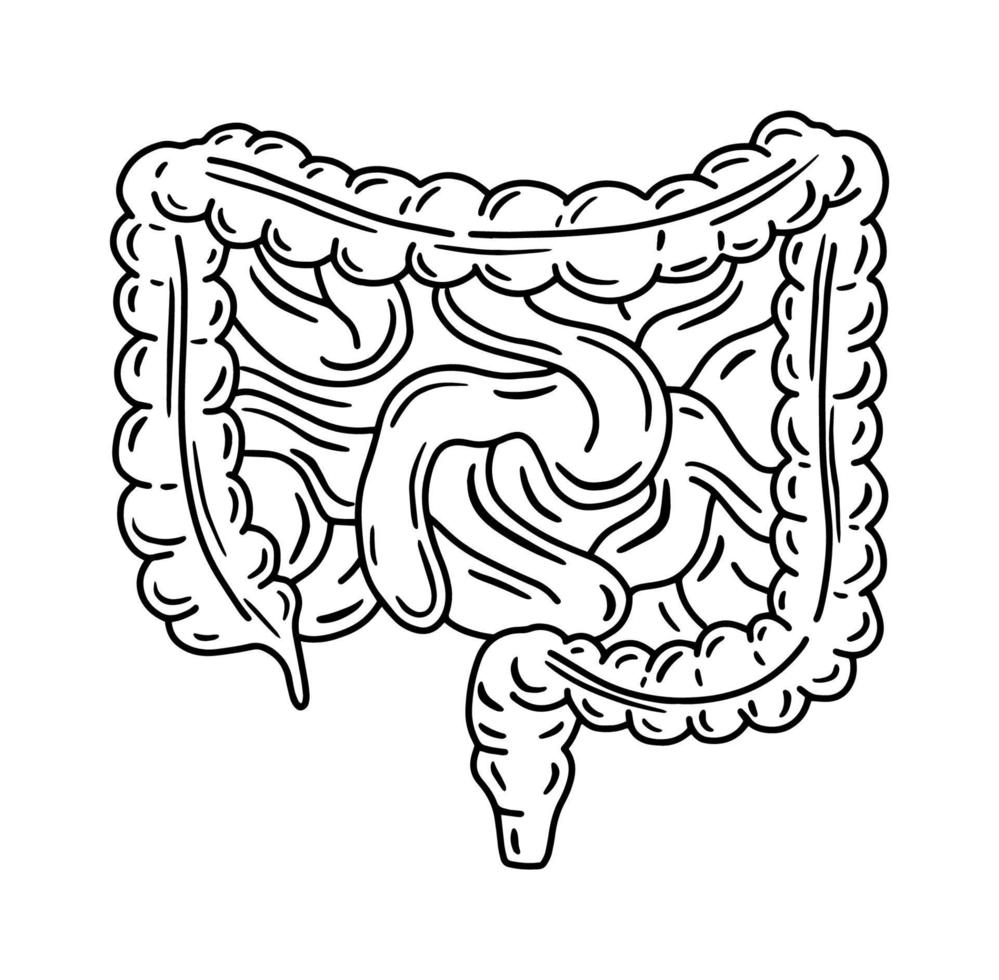 intestino, intestino delgado e ilustração anatômica do cólon grosso no estilo de desenho do doodle. sistema digestivo e órgãos internos humanos vetor