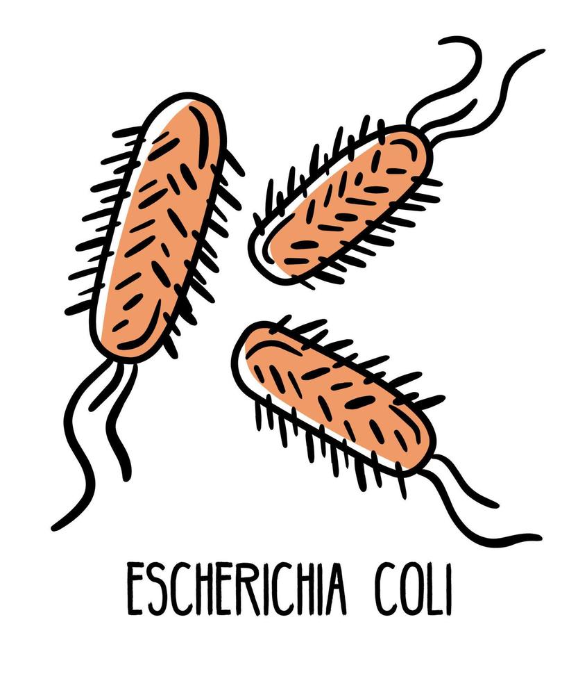 Escherichia coli bactéria anaeróbia gram-negativa na microflora intestinal humana, ilustração vetorial. microbiota do trato digestivo. vetor