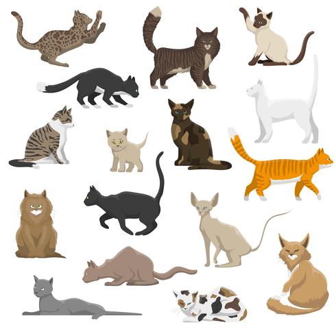 Gato doméstico raças coleção de ícones plana vetor