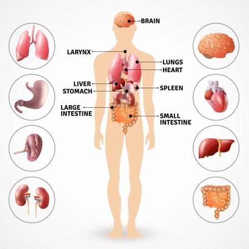 Órgãos de Anatomia Humana vetor