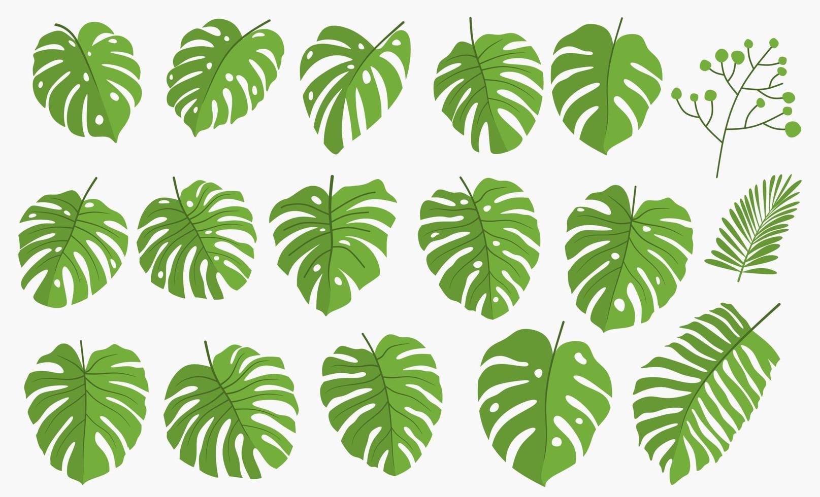 folhas da selva tropical, ilustração vetorial botânica, conjunto isolado no fundo branco. vetor