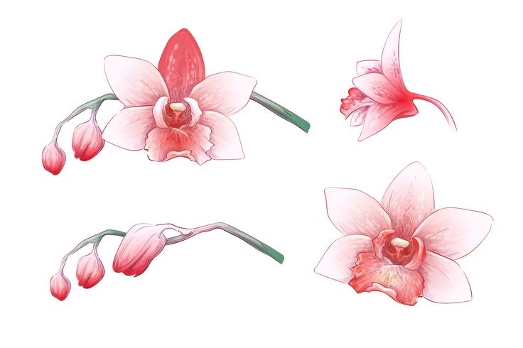Conjunto Phalaenopsis orquídea, rosa, flores vermelhas sobre fundo branco, digital desenhar planta tropical vetor