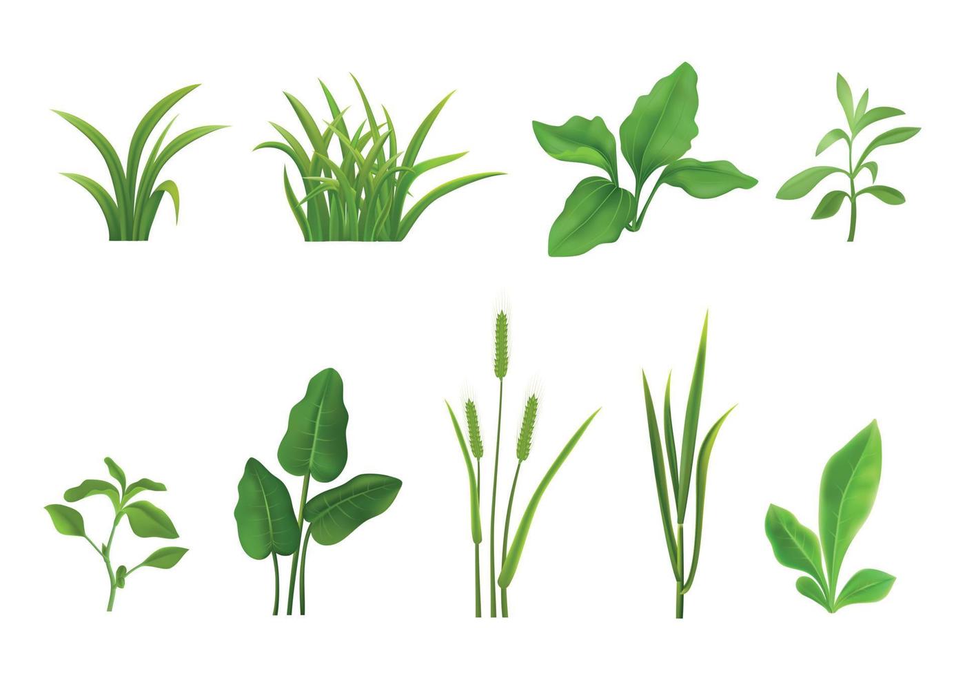 conjunto realista de folhas de grama vetor