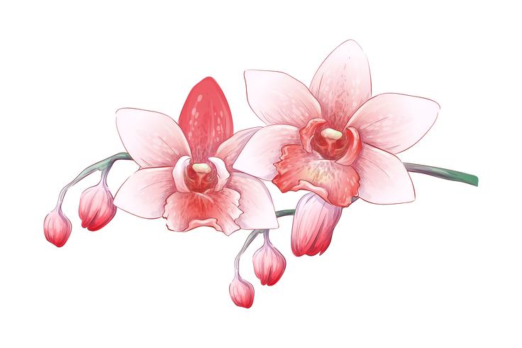 Conjunto Phalaenopsis orquídea, rosa, flores vermelhas sobre fundo branco, digital desenhar planta tropical vetor