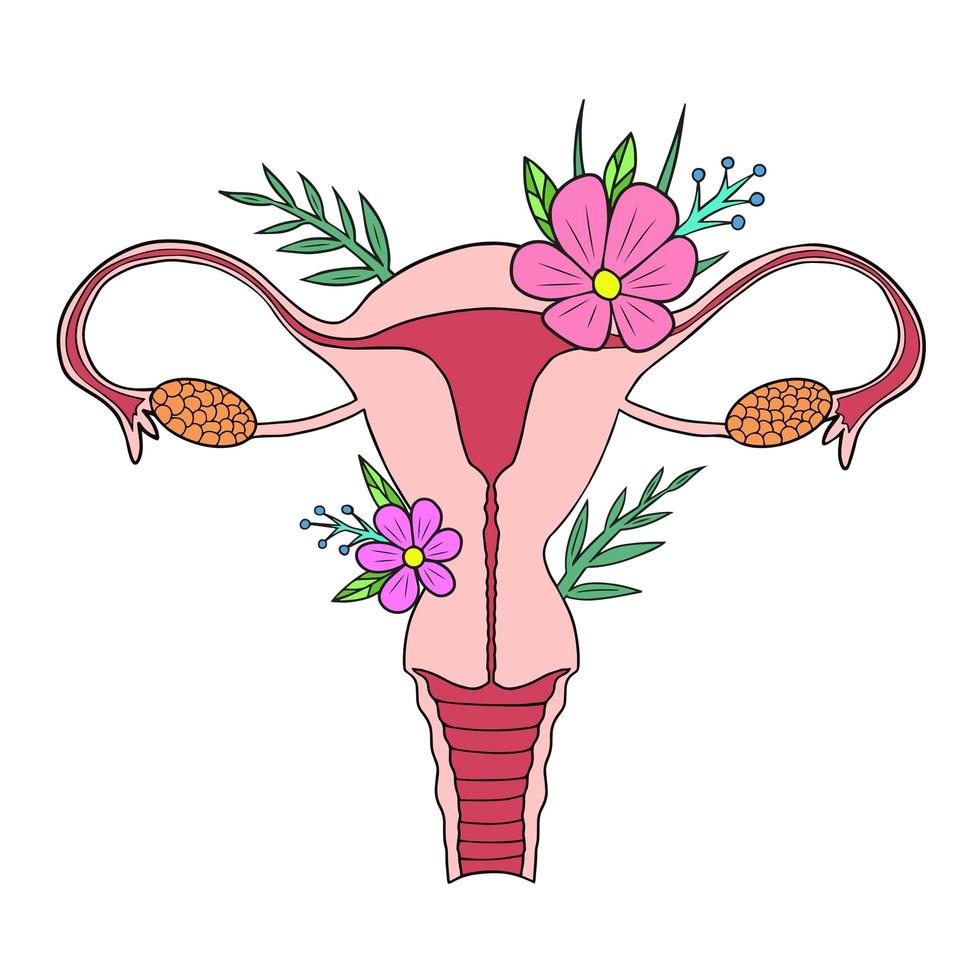 útero. beleza sistema reprodutivo feminino com flores. mão desenhada útero, útero feminino órgão sexual reprodutivo e flores. ilustração. vetor