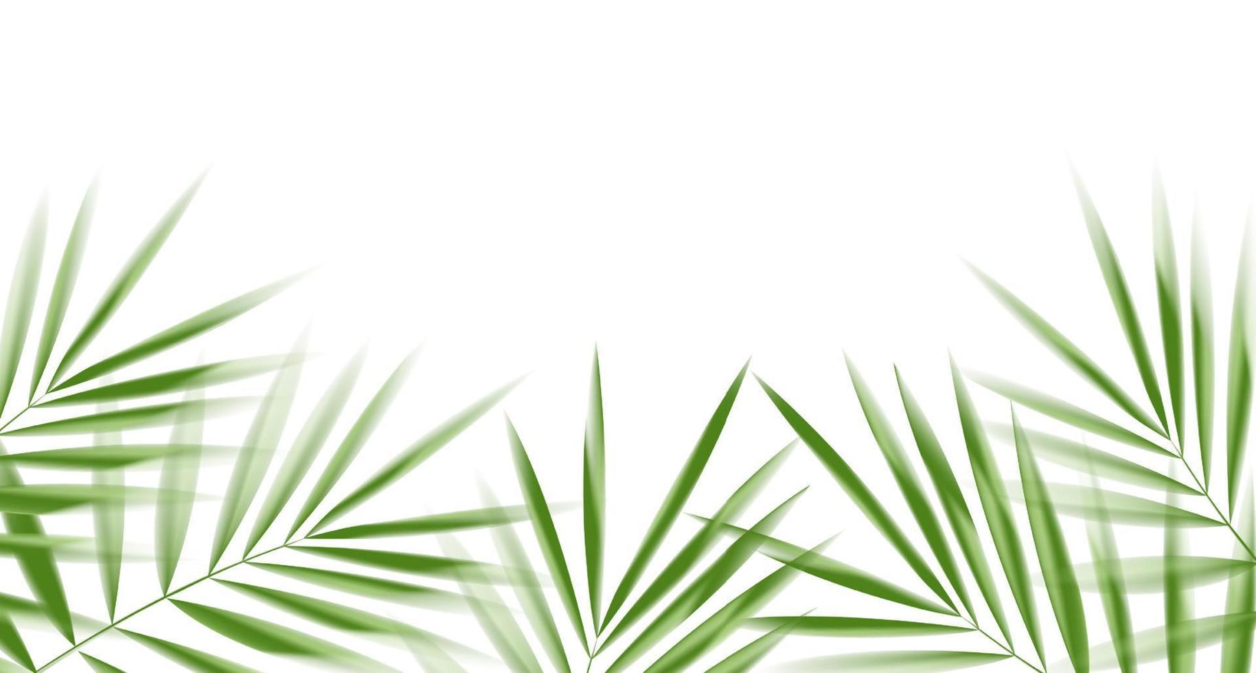 folhas de coco em fundo branco com traçado de recorte para elemento de design de folha tropical. Desenho de ilustração vetorial vetor