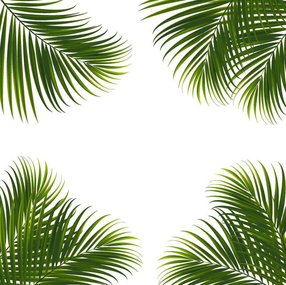 folhas de coco em fundo branco com traçado de recorte para elemento de design de folha tropical. Desenho de ilustração vetorial vetor