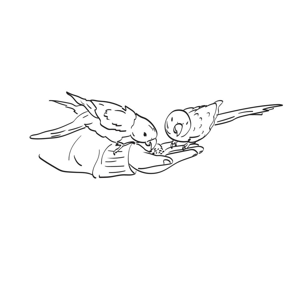 closeup mão alimentar sementes de girassol para dois papagaios ilustração vetorial mão desenhada isolado na arte de linha de fundo branco. vetor