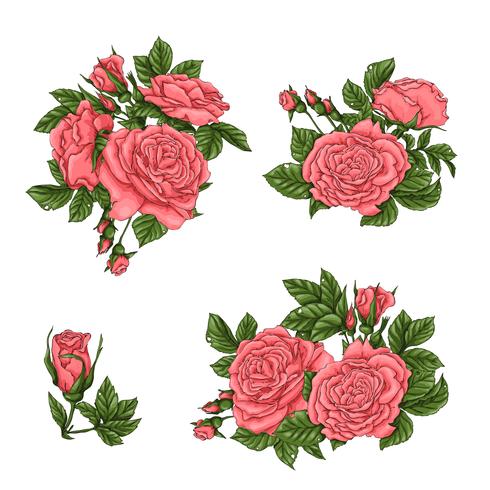 Conjunto de rosas corais. Mão, desenho, vetorial, ilustração vetor