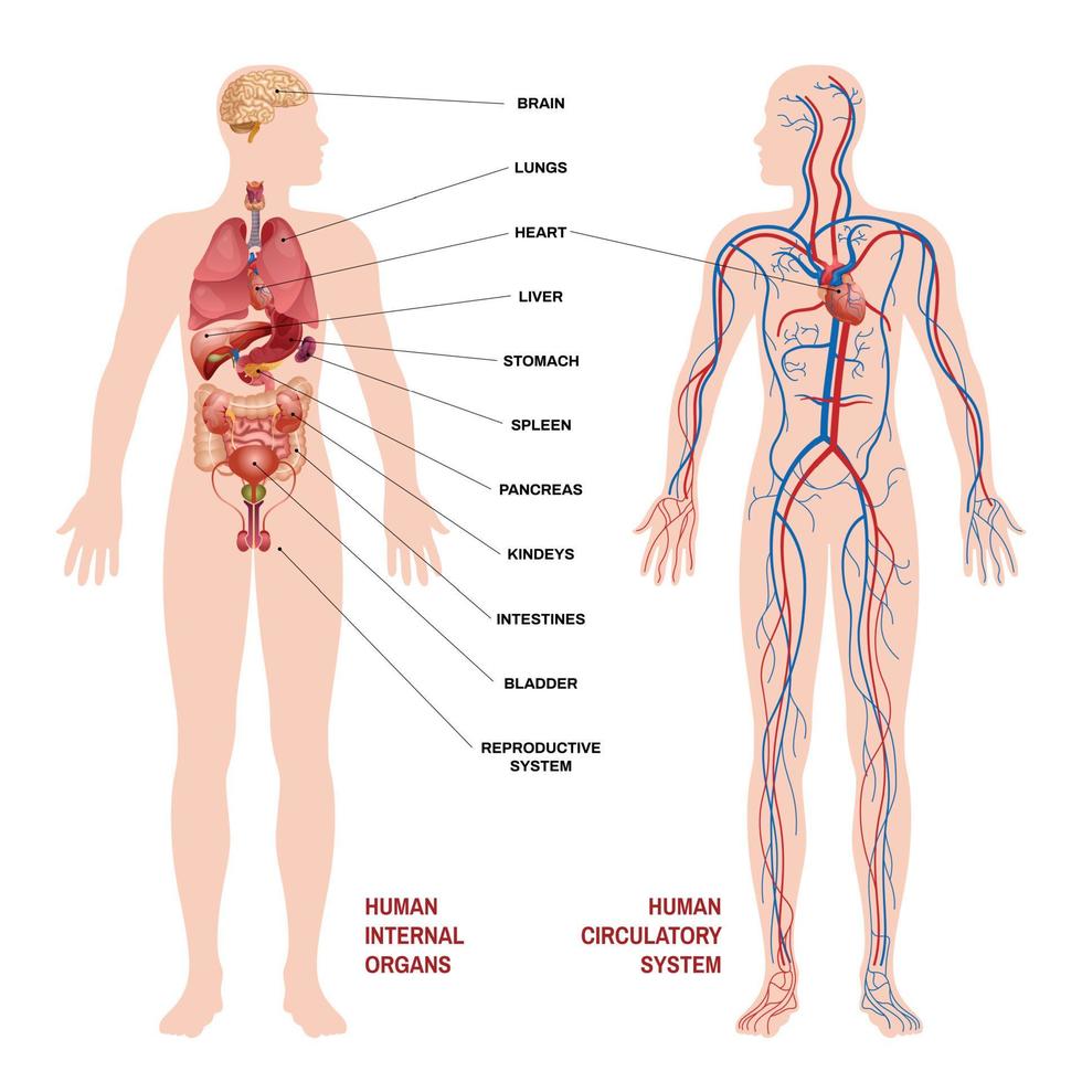 conceito de esquema de sistema circulatório de órgãos humanos internos vetor