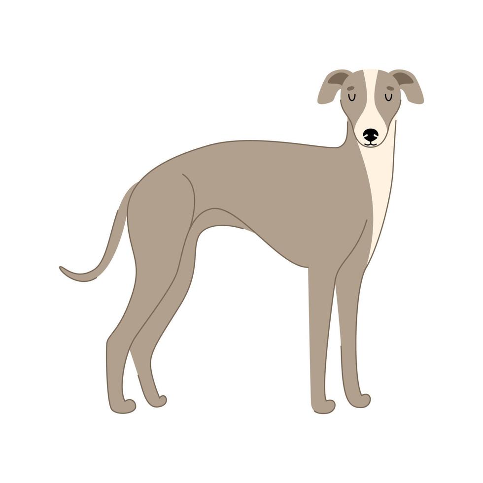 cão bonito raça de galgo italiano isolada no fundo branco. ilustração vetorial desenhada à mão vetor