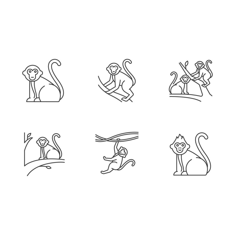 macacos em conjunto de ícones lineares selvagens. animal tropical do país, mamífero em árvores. primata sentado. símbolos de contorno de linha fina. ilustrações isoladas de contorno vetorial. curso editável. pixel perfeito vetor