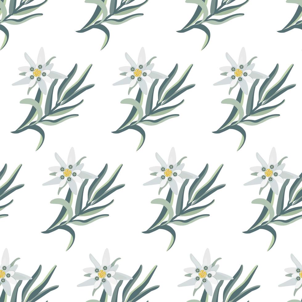 edelweiss. sem costura padrão botânico com flores edelweiss. ilustração em vetor de estoque.