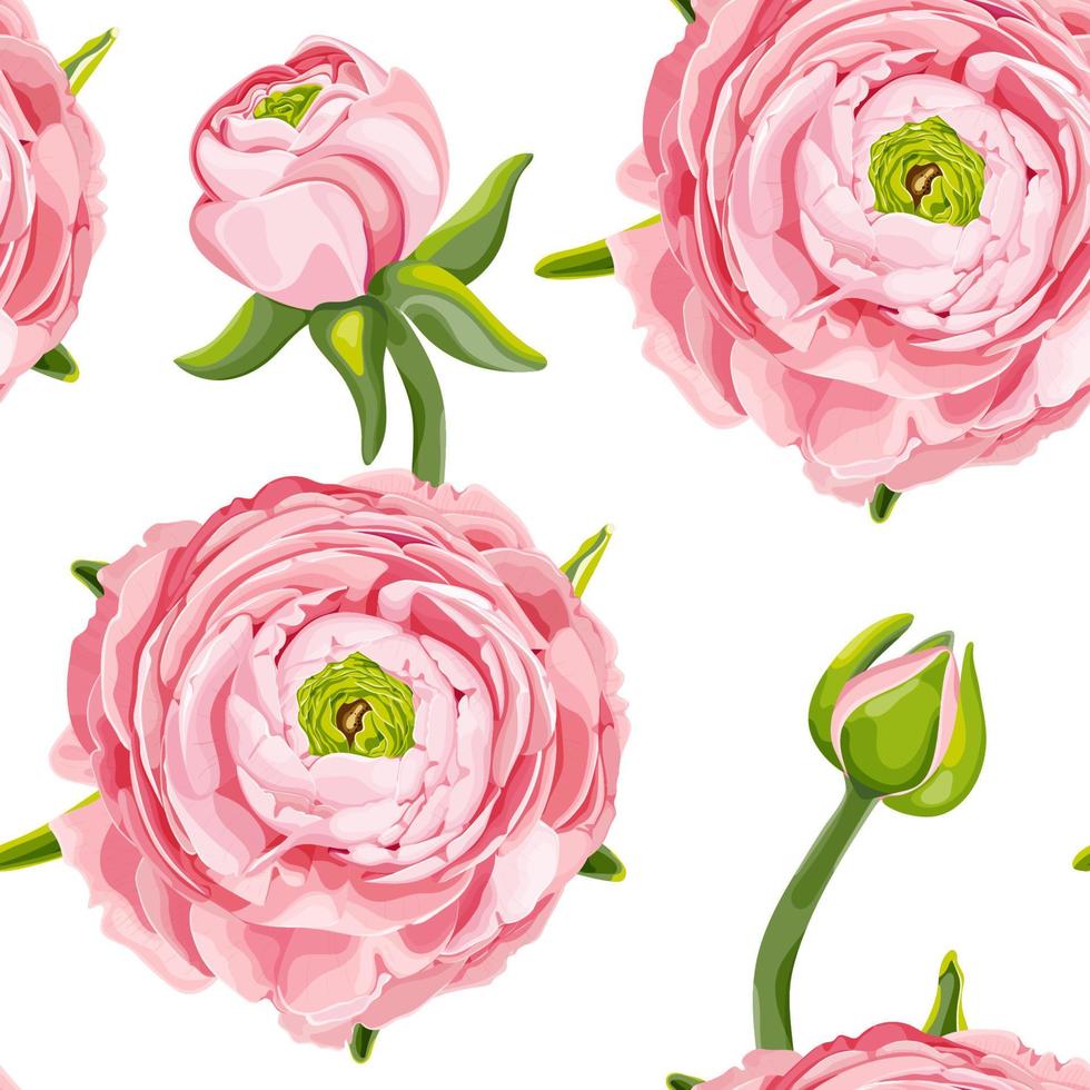 ranúnculo, botão de ouro. sem costura padrão floral com flores cor de rosa e botões de ranúnculo. ilustração vetorial isolada em um fundo branco. vetor