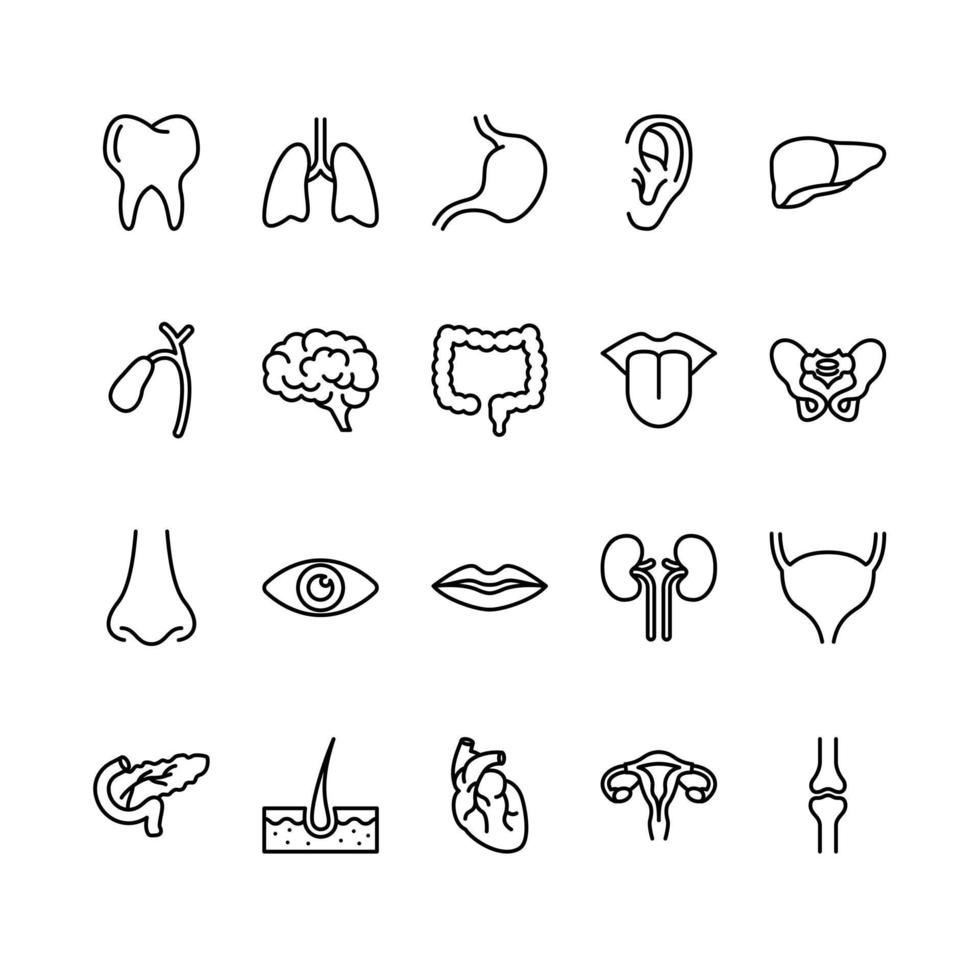 conjunto de ícones de contorno de órgãos humanos vetor