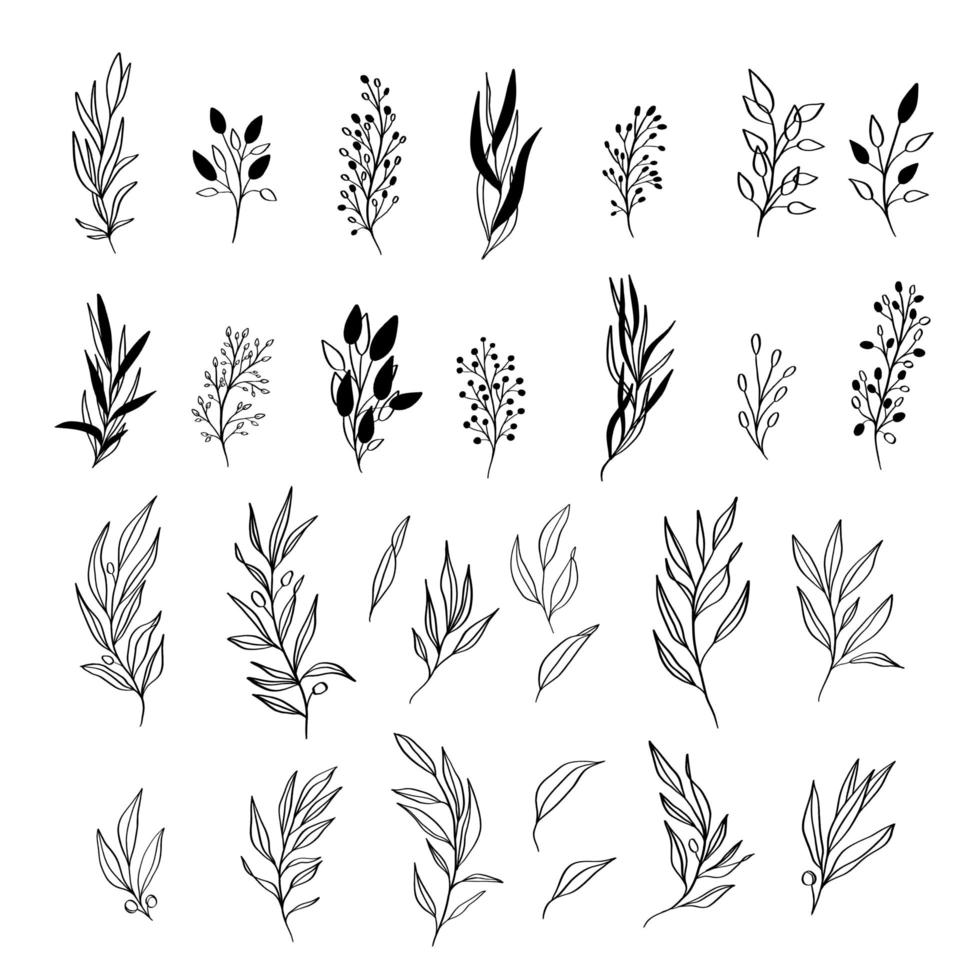 folhas de ervas botânicas - desenho vetorial desenhada. vetor