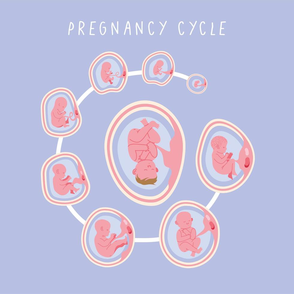 ciclo de fases de desenvolvimento do embrião vetor