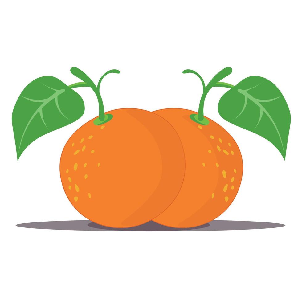 ilustração de fruta laranja em fundo branco vetor