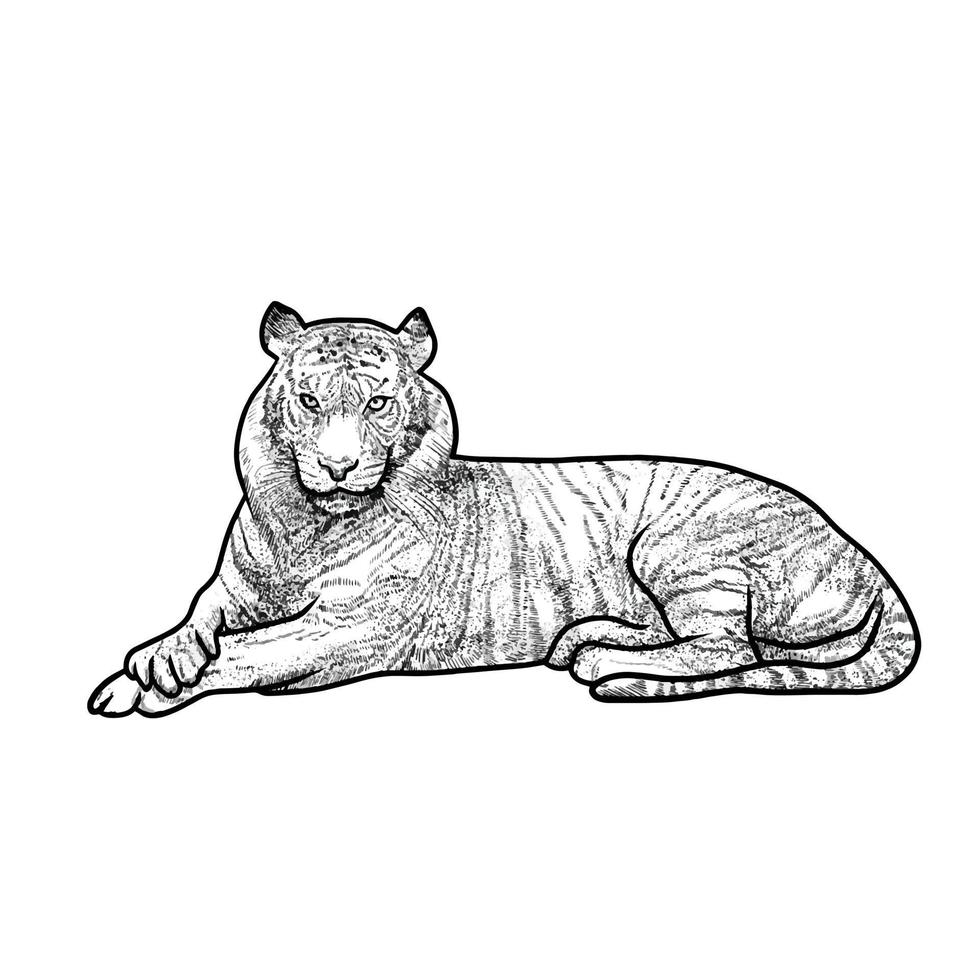 ilustração de tigre em fundo branco vetor