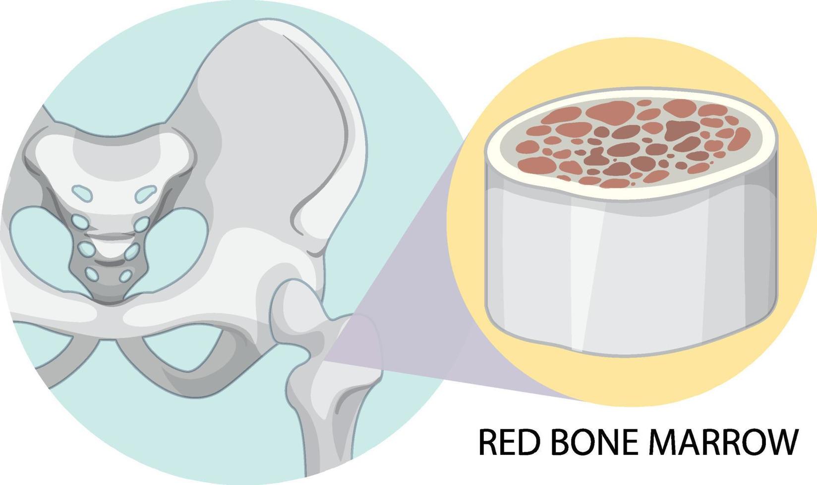 medula óssea vermelha em fundo branco vetor