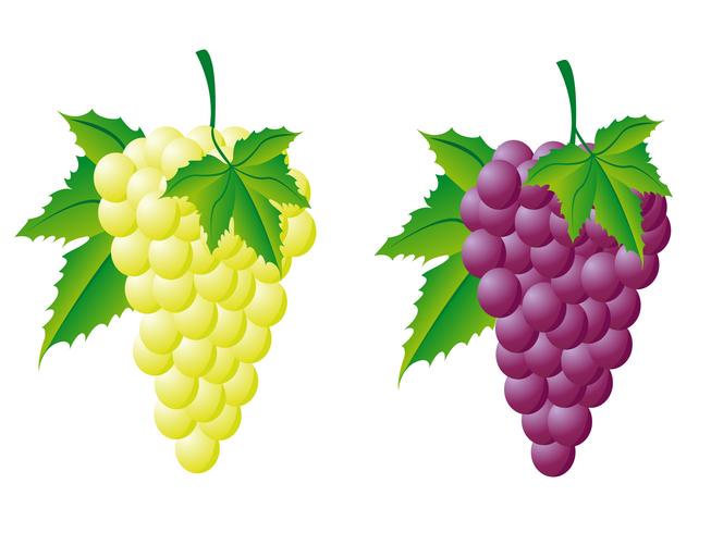 uvas brancas e vermelhas vetor