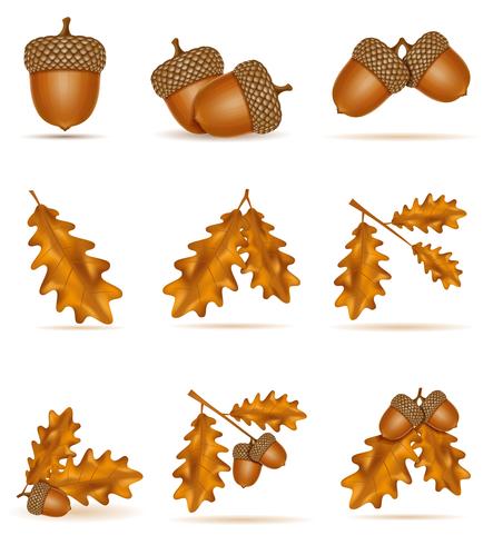 conjunto de bolotas de carvalho Outono ícones com folhas ilustração vetorial vetor
