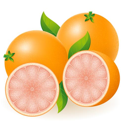 ilustração vetorial de toranja vetor