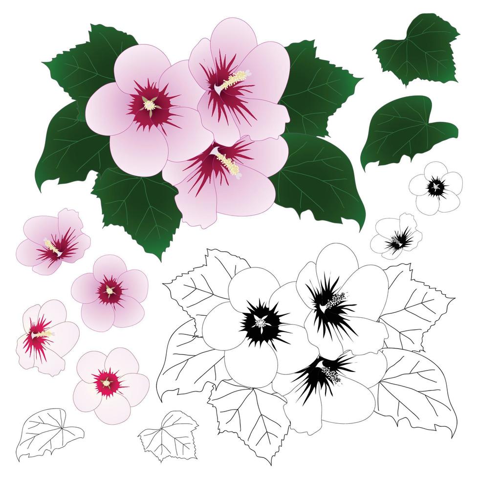 hibiscus syriacus - contorno da rosa de sharon vetor