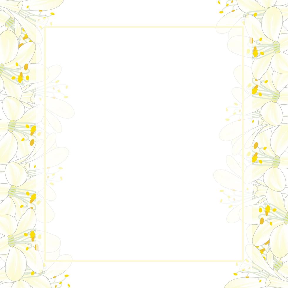 borda de cartão de banner de agapanthus branca de neve vetor