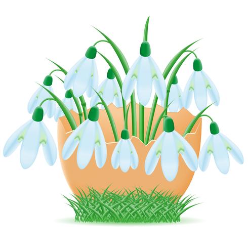 snowdrops estão em ilustração vetorial de casca de ovo vetor