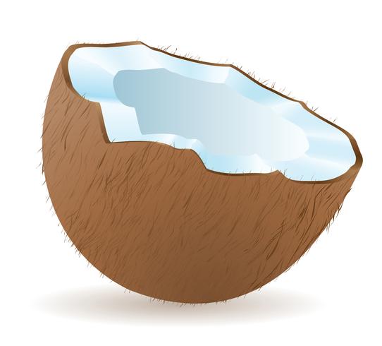 ilustração vetorial de coco vetor