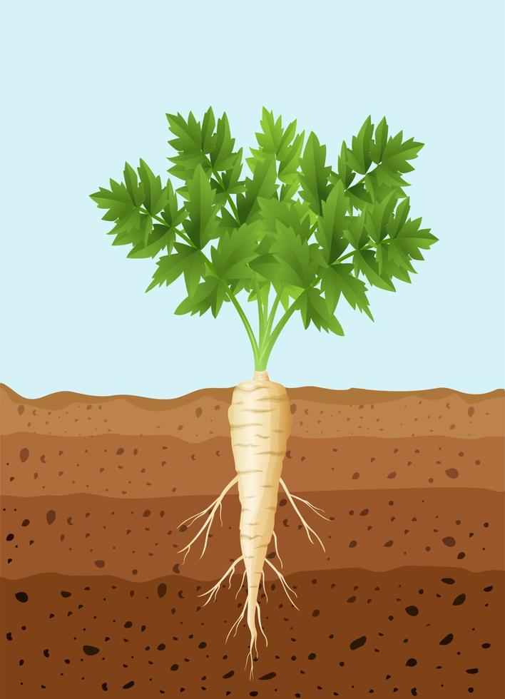 planta de árvore de pastinaga com raízes vetor