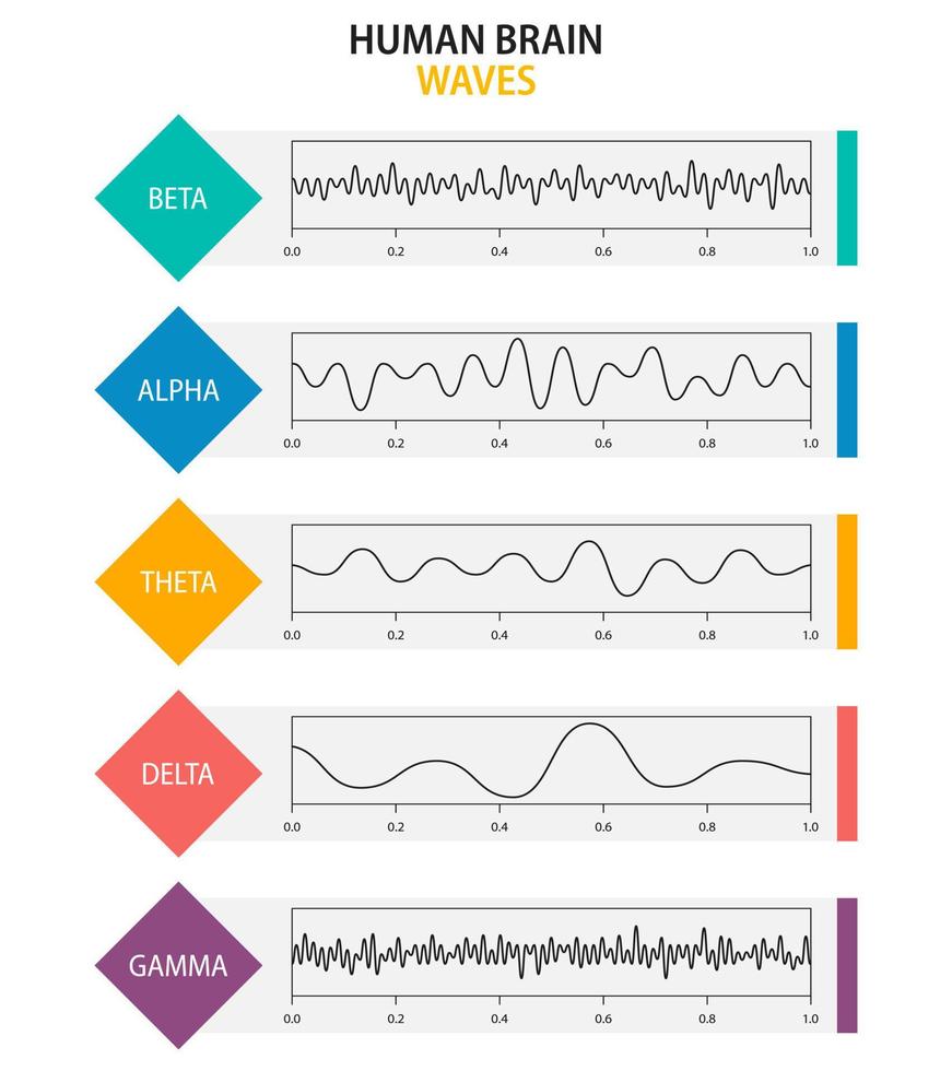 conjunto de oscilação de ondas cerebrais. ondas cerebrais beta, alfa, teta, delta, gama. ritmo humano, tipos, amplitude de ondas mentais. ilustração vetorial. vetor