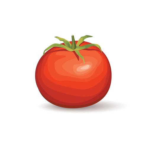 Tomate. Logotipo vegetal. Ilustração do vetor do tomate do produto naural.