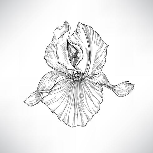 Flor isolada. Ilustração de gravura floral. Conjunto de vetores. vetor