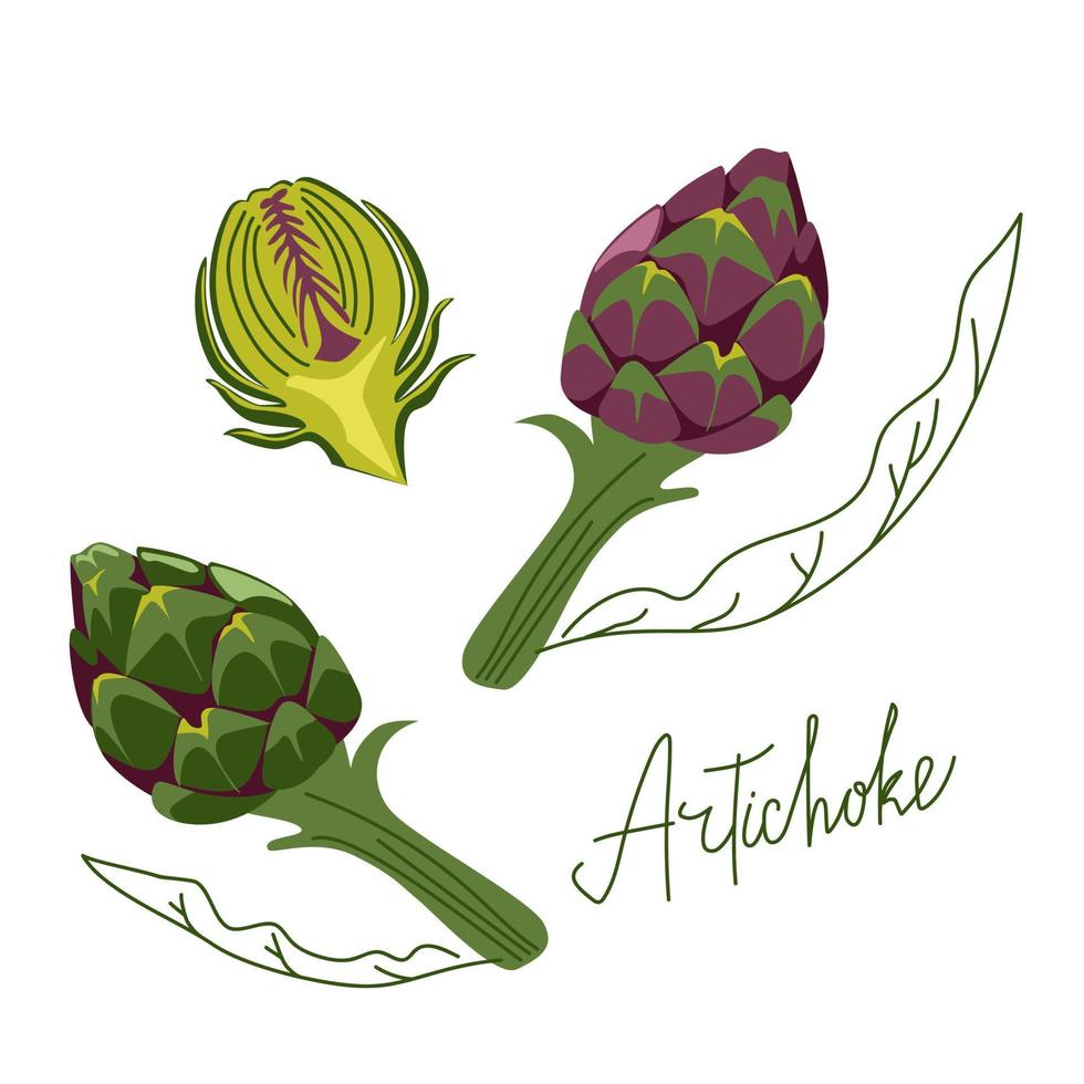 alcachofra é um vegetal verde incomum vetor