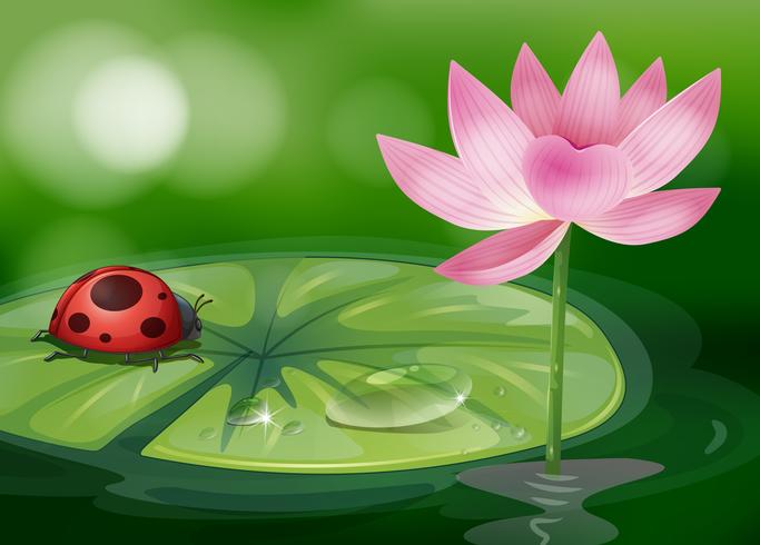 Um waterlily com um bug vermelho vetor