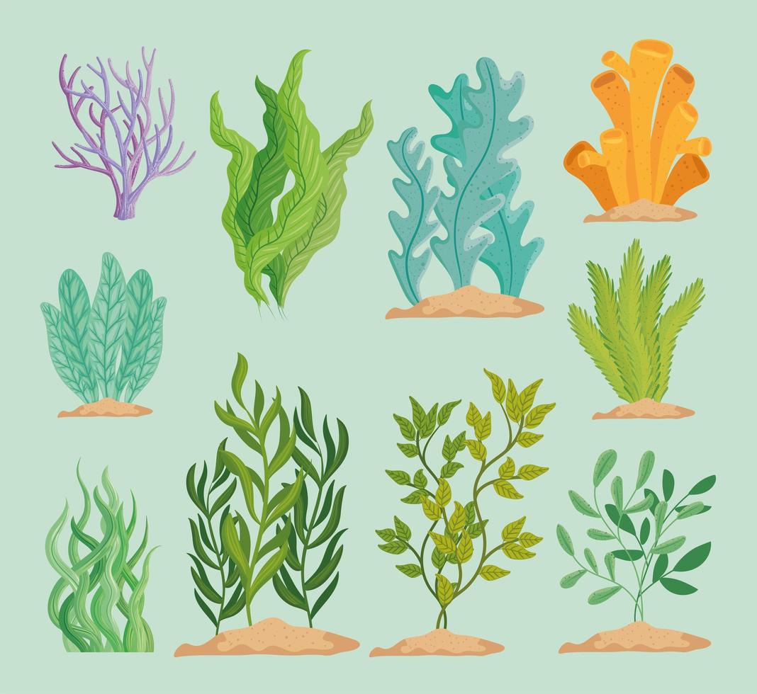 conjunto de plantas de algas vetor