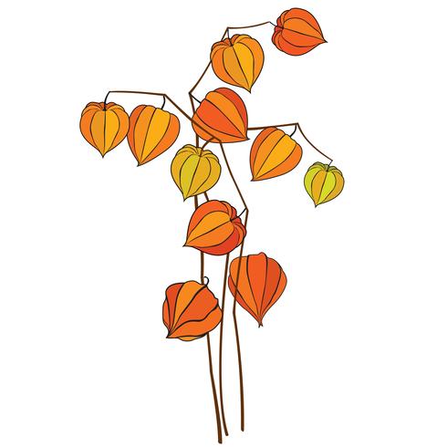 Ícone de outono. Folhas de outono e bagas. Ramalhete da cereja de inverno do símbolo da natureza isolado no fundo branco. vetor