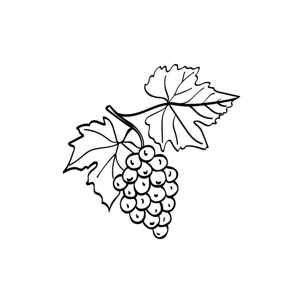 um cacho de uvas com folhas. uvas desenhadas à mão. elemento de doodle. ilustração de desenho vetorial simples isolada em um fundo branco. vetor