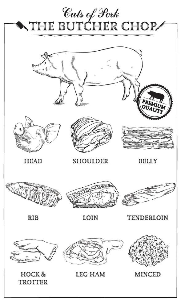 cortes de diagrama de carne de porco parte do conjunto de corte de carne de porco. cartaz açougueiro diagrama vintage tipográfico handdrawn. ilustração vetorial em branco vetor