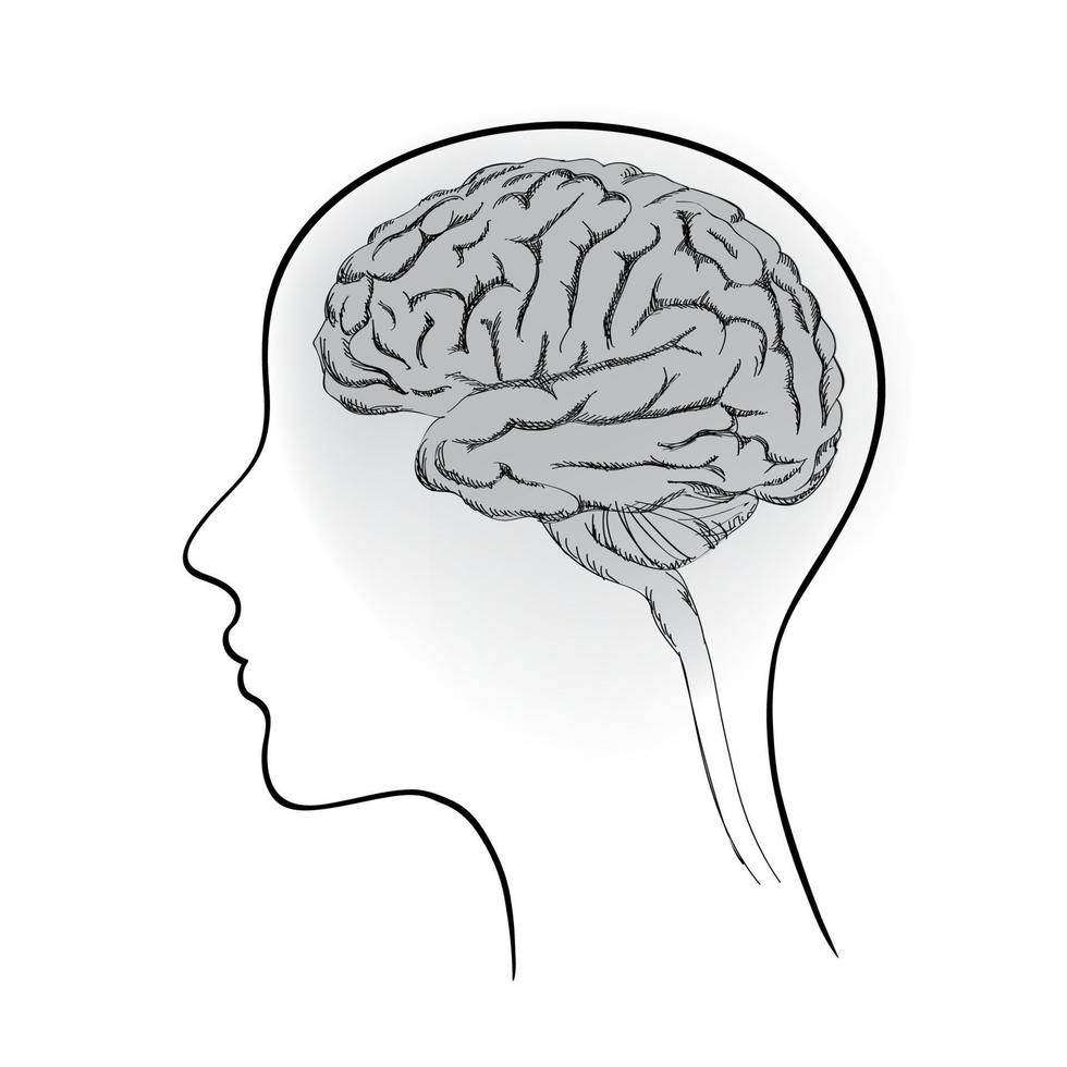 ilustração de arte de linha vetorial criativa conceitual, desenho de uma mulher, sua mão, pensando, confusa, sua cabeça está com anatomia cerebral cerebral vista. vetor