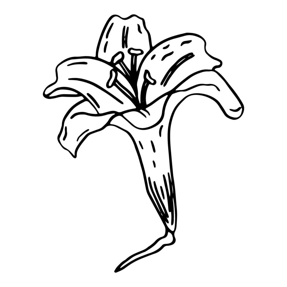 doodle lírio. elementos de folhas e botões de lírio. desenho de linha desenhado à mão. flores isoladas em um fundo branco. para fazer um buquê, para convites de casamento. flores de verão. vetor