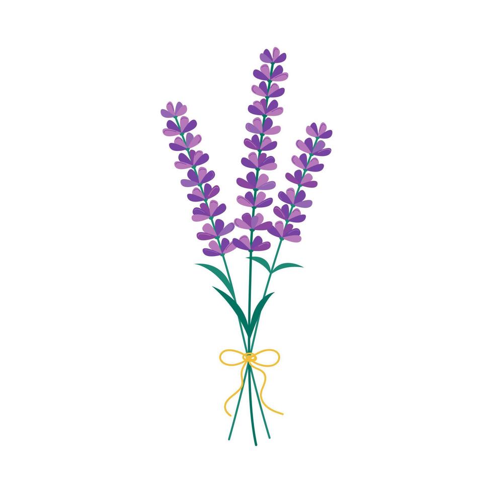 buquê de flores de lavanda isolado. ilustração vetorial de lavanda florescendo no fundo branco vetor