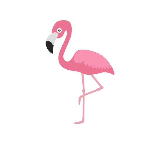 Flamingo rosa de ilustração vetorial isolado no fundo branco vetor