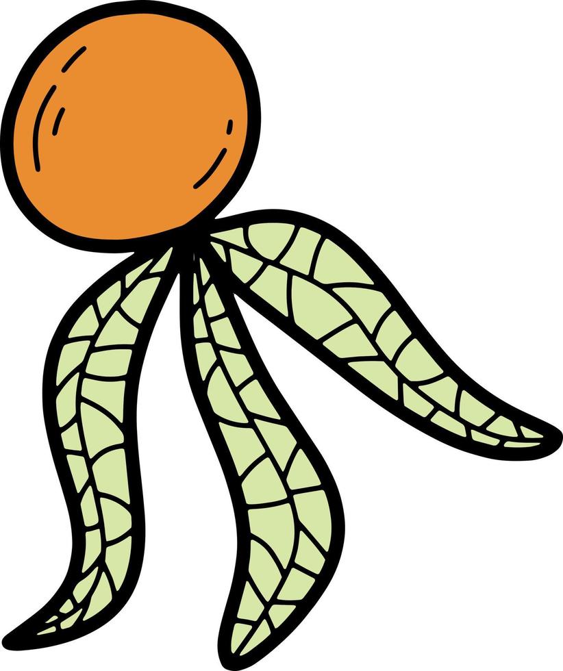 doodle ilustração vetorial de fruta physalis colorida. ilustração de frutas saborosas exóticas laranja com linha preta. vetor