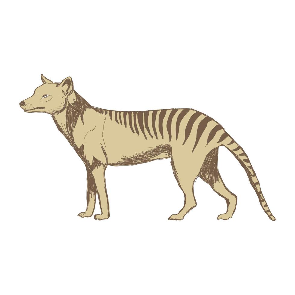 modelo de design de ilustração de tigre da tasmânia vetor