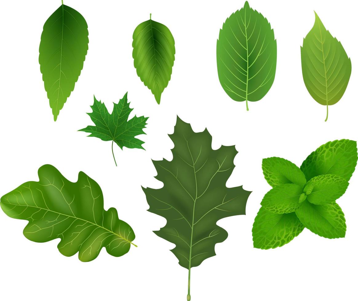 ilustração da coleção de folhas verdes vetor