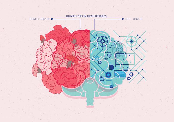 Hemisférios Do Cérebro Humano Vol 4 Vector